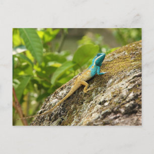 Blue-Crested Lizard Calotes Mystaceus Postcard