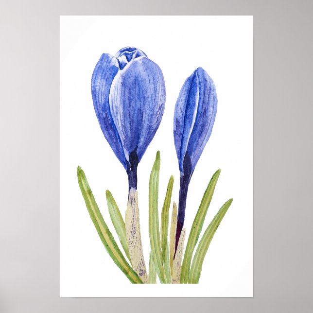 blue crocus buds watercolor painting  poster (Front)
