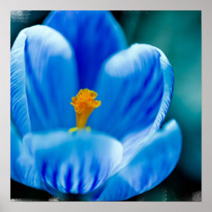 Blue Crocus Poster