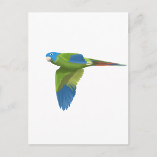 Blue-crowned Conure Postcard