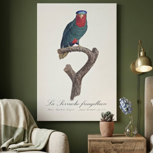 Blue-Crowned Lorikeet, Vini Australis Canvas Print