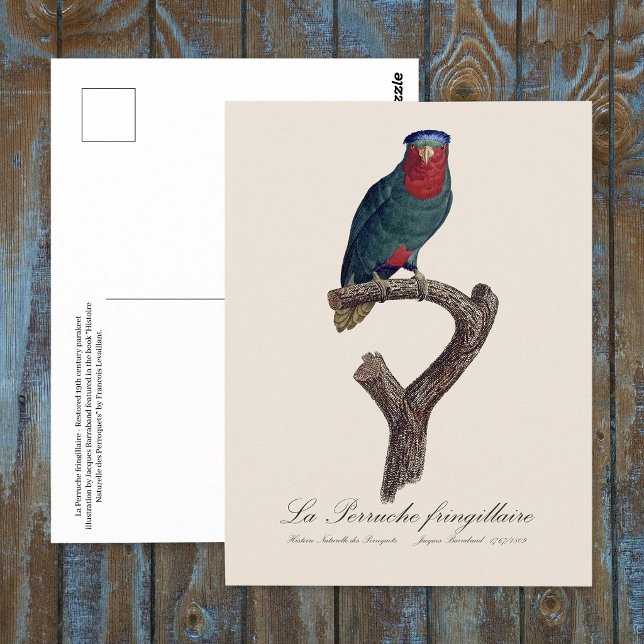 Blue-Crowned Lorikeet, Vini Australis Postcard (Blue-Crowned Lorikeet, Vini Australis. Postcard)