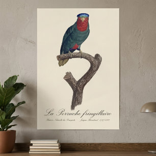 Blue-Crowned Lorikeet, Vini Australis Poster