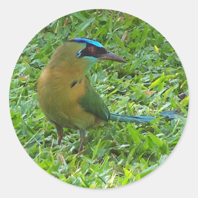 Blue-crowned Motmot Classic Round Sticker (Front)