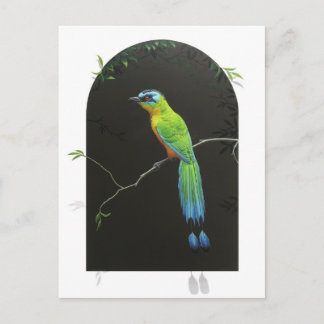 Blue-crowned Motmot Postcard