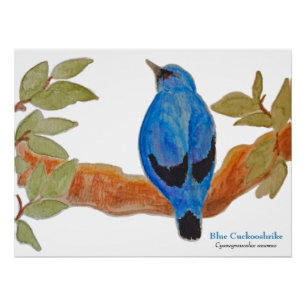 Blue Cuckooshrike on Branch Watercolor Bird Poster