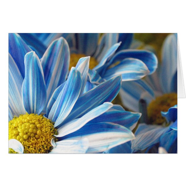 Blue Daises #2 (Front Horizontal)