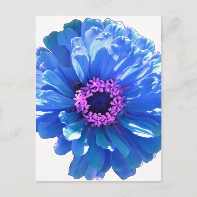 Blue daisy blue floral photo postcard (Front)