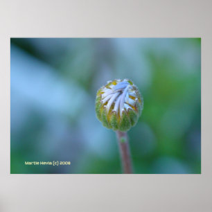 Blue Daisy Bud Poster
