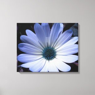 Blue Daisy Flower Canvas Print