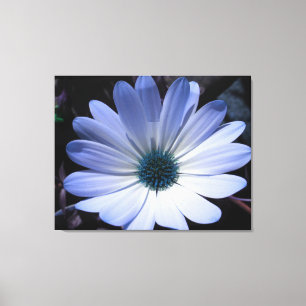 Blue Daisy Flower Canvas Print