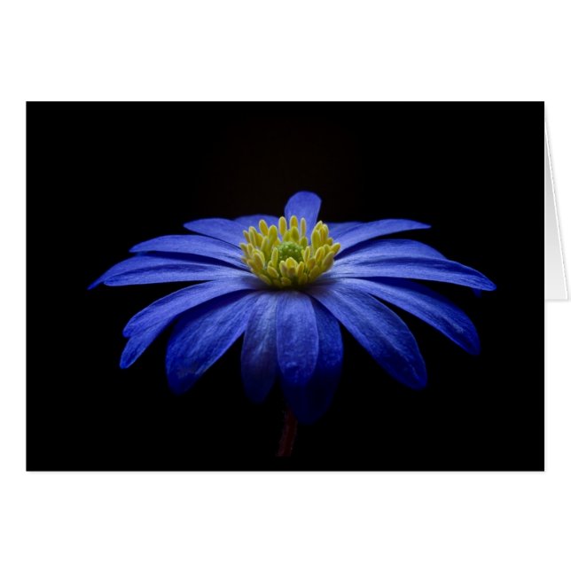 Blue Daisy Gerbera Flower on a Black background (Front Horizontal)