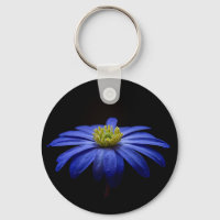Blue Daisy Gerbera Flower on a Black background