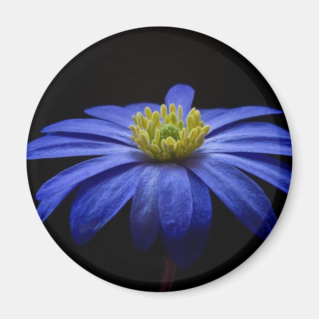 Blue Daisy Gerbera Flower on a Black background Magnet (Front)