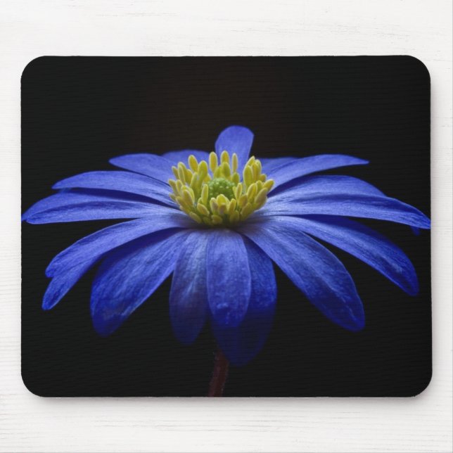 Blue Daisy Gerbera Flower on a Black background Mouse Mat (Front)