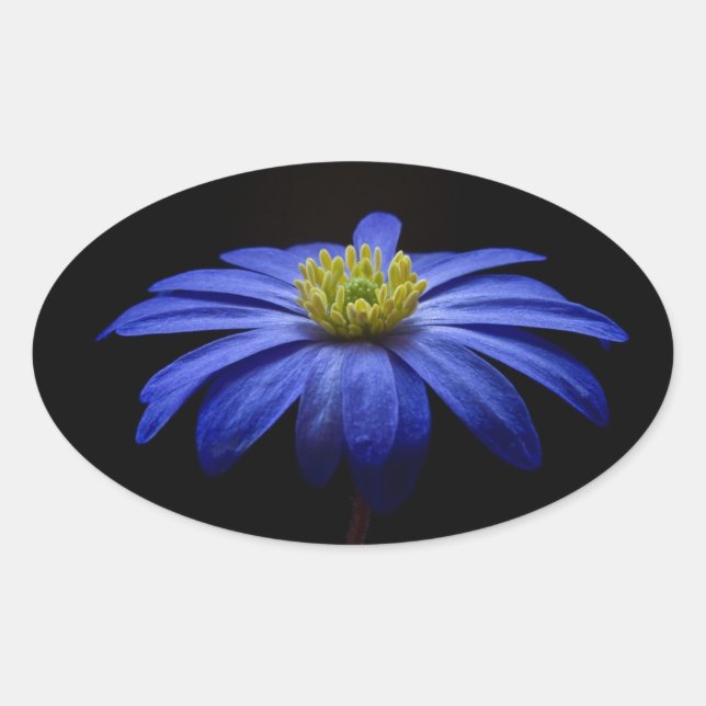 Blue Daisy Gerbera Flower on a Black background Oval Sticker (Front)
