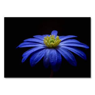 Blue Daisy Gerbera Flower on a Black background Table Number