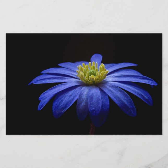 Blue Daisy Gerbera Flower Scrapbook paper (Front)