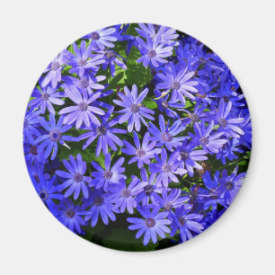 Blue Daisy-like Flowers Nature Photography Magnet