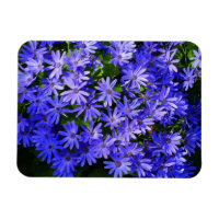Blue Daisy-like Flowers Nature Photography