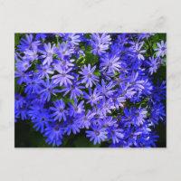 Blue Daisy-like Flowers Nature Photography