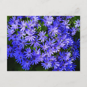 Blue Daisy-like Flowers Nature Photography Postcard
