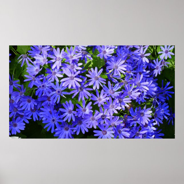 Blue Daisy-like Flowers Nature Photography Poster (Front)