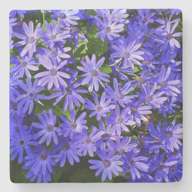 Blue Daisy-like Flowers Nature Photography Stone Coaster (Front)