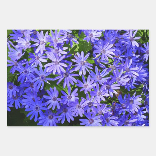 Blue Daisy-like Flowers Nature Photography Wrapping Paper Sheet (Front)