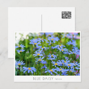 Blue Daisy Postcard