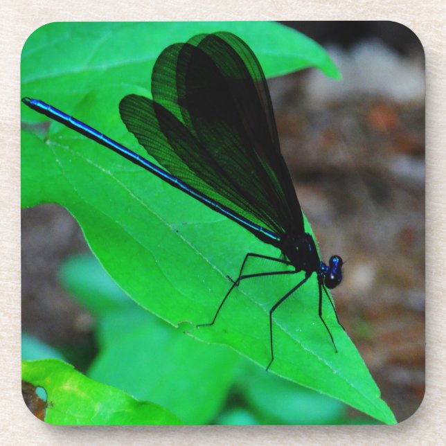 Blue Damselfly on a green leaf. Coaster (Front)