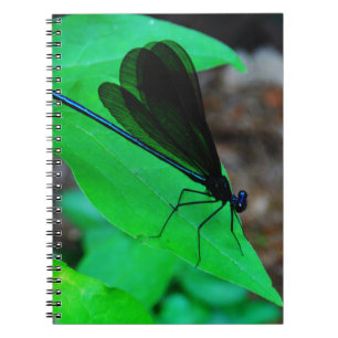 Blue Damselfly on a green leaf. Notebook