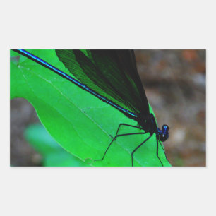 Blue Damselfly on a green leaf. Rectangular Sticker