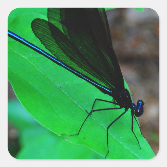 Blue Damselfly on a green leaf. Square Sticker (Front)