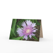 Blue Danube Stokes Aster Flower