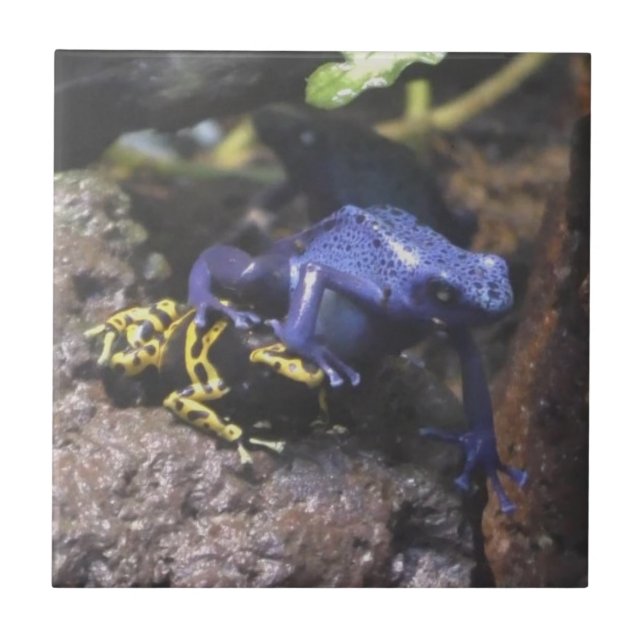 Blue Dart Frog Doesn't Understand Personal Space Tile (Front)