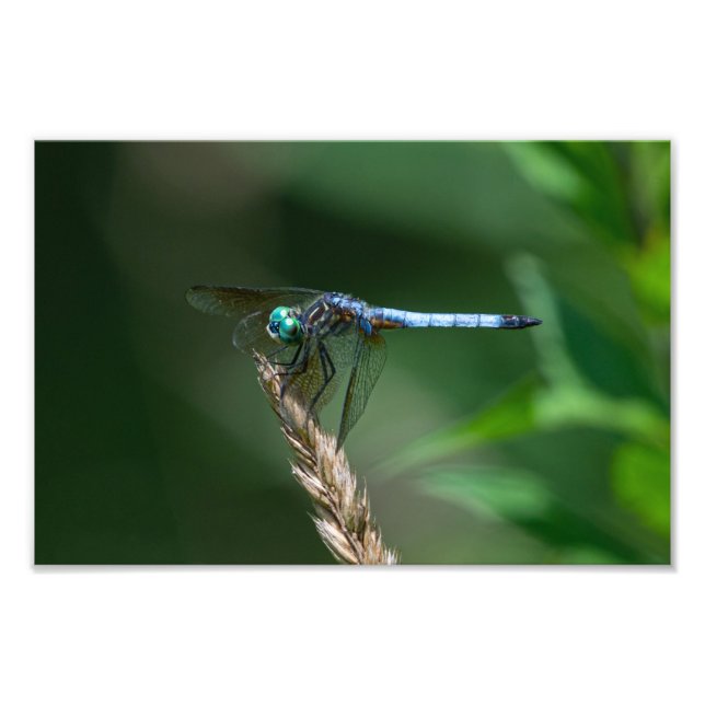 Blue Dasher Dragon Fly Photo Print (Front)