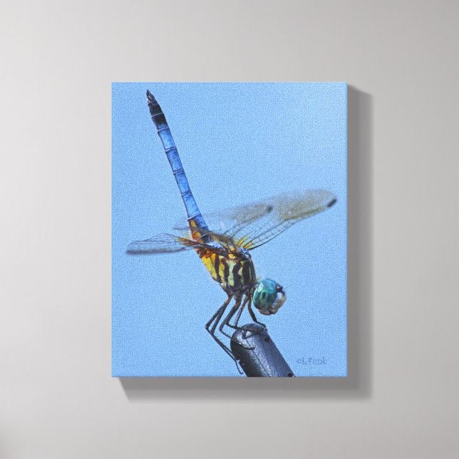 Blue Dasher Dragonfly in "Obelisk Posture" Canvas Print (Front)