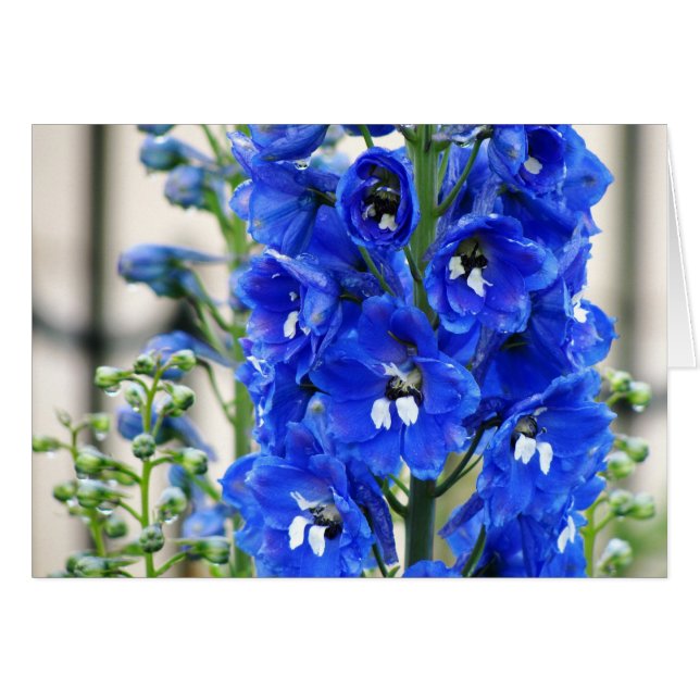 Blue Delphinium (Front Horizontal)