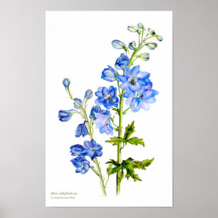 Blue delphinium botanical fine art poster print