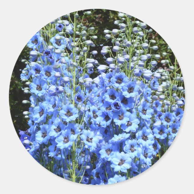 Blue Delphinium Floral Flowers Garden Nature Classic Round Sticker (Front)