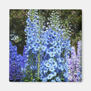 Blue Delphinium Floral Flowers Garden Nature Magnet