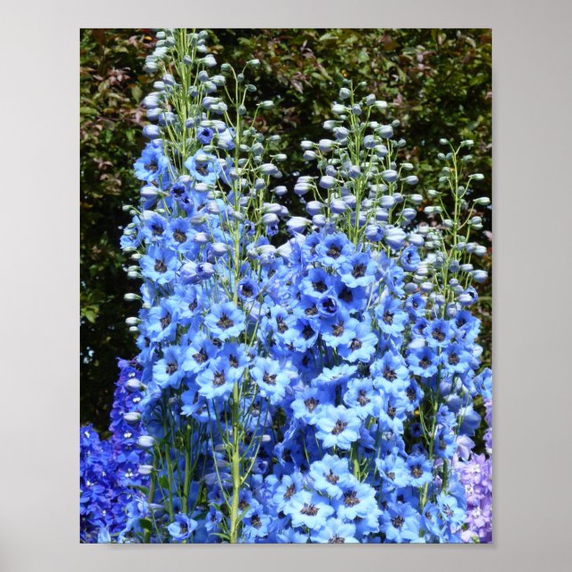 Blue Delphinium Floral Flowers Garden Nature Poster (Front)
