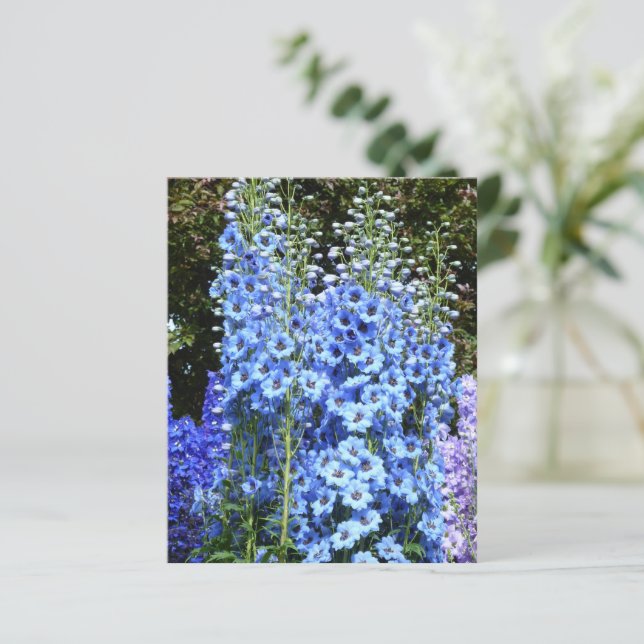 Blue Delphinium Floral Flowers Garden postcard (Standing Front)