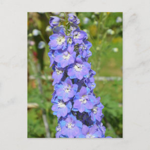 Blue delphinium flowers postcard