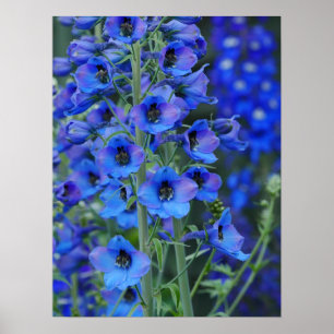 Blue Delphiniums Poster