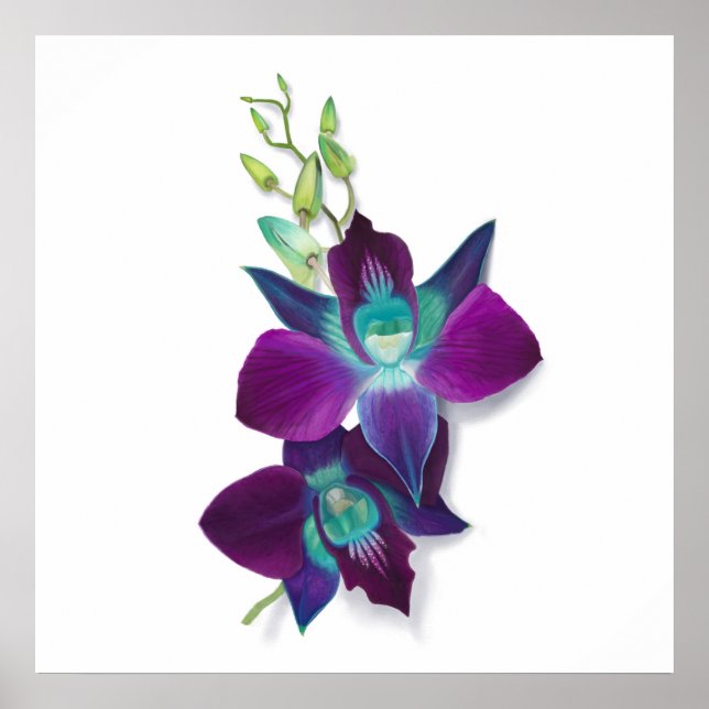 Blue Dendrobium or Blue Bom Orchid Painting Poster (Front)
