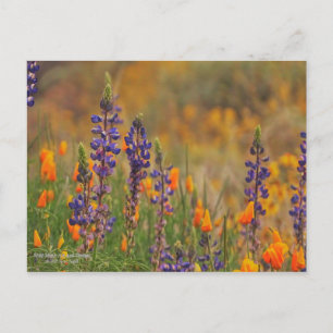 Blue Desert Lupine Flowers And Orange Poppies Postcard