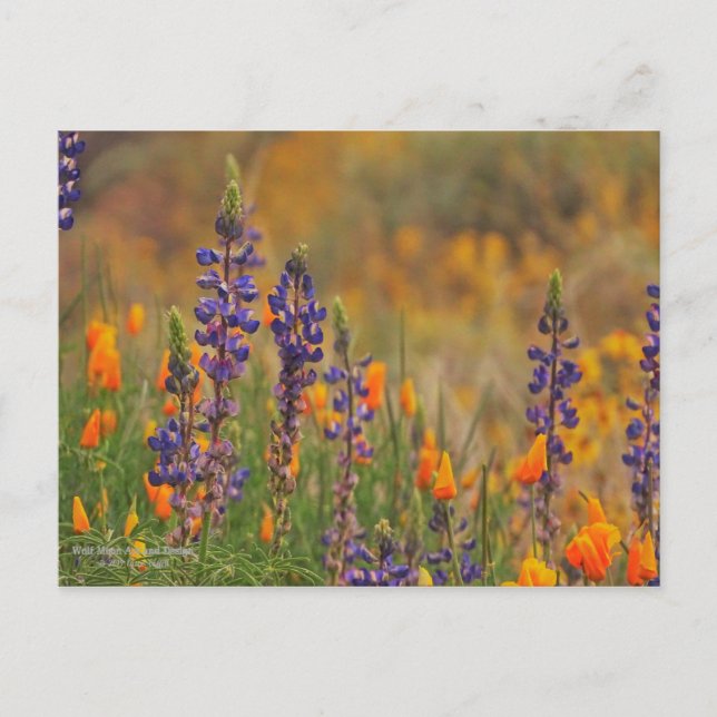Blue Desert Lupine Flowers And Orange Poppies Postcard (Front)