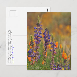 Blue Desert Lupine Flowers And Orange Poppies Postcard